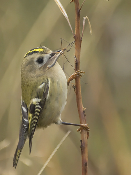 Hippiäinen, Goldcrest, Regulus regulus